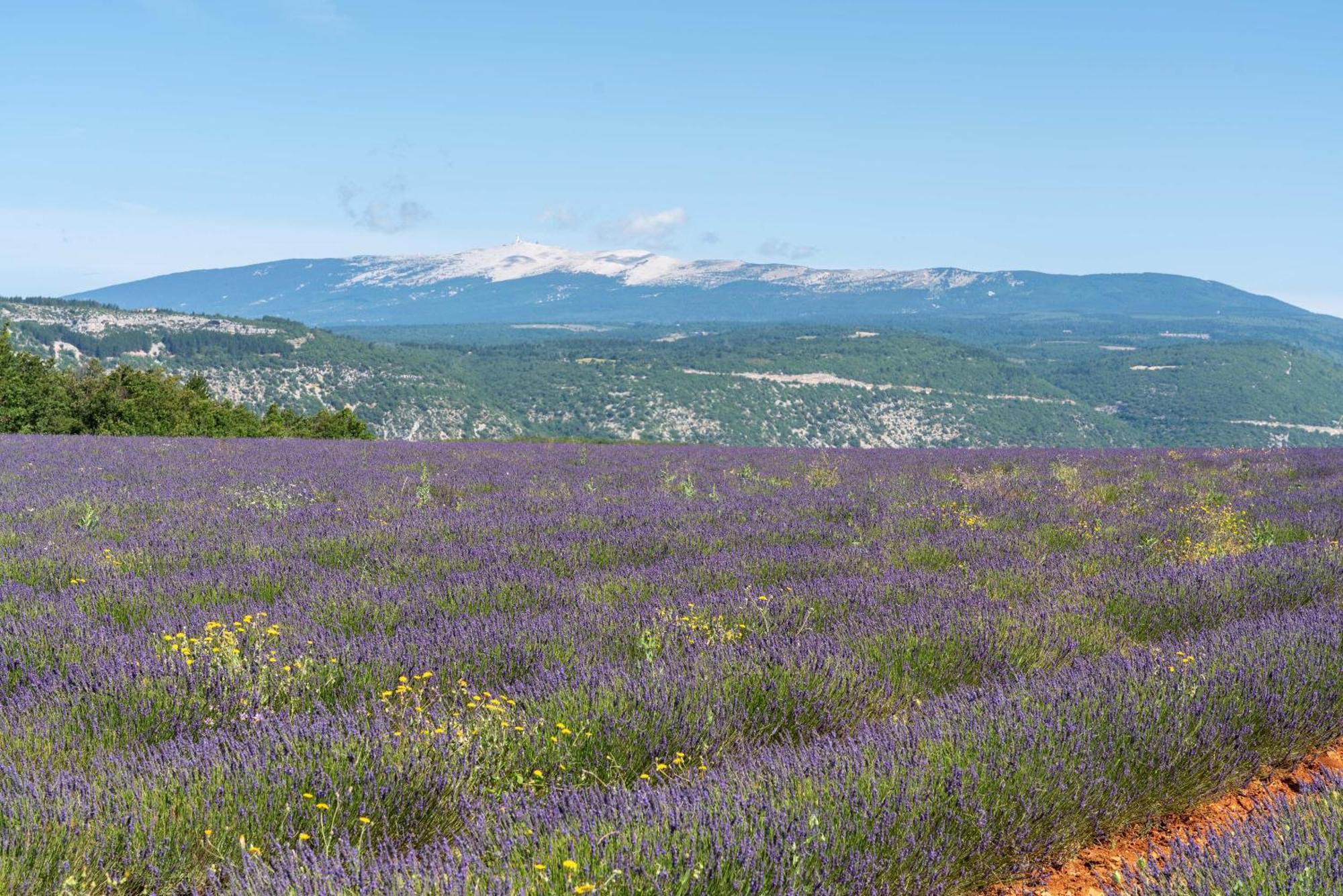 Les Demeures Du Ventoux Villa Aubignan Exterior foto